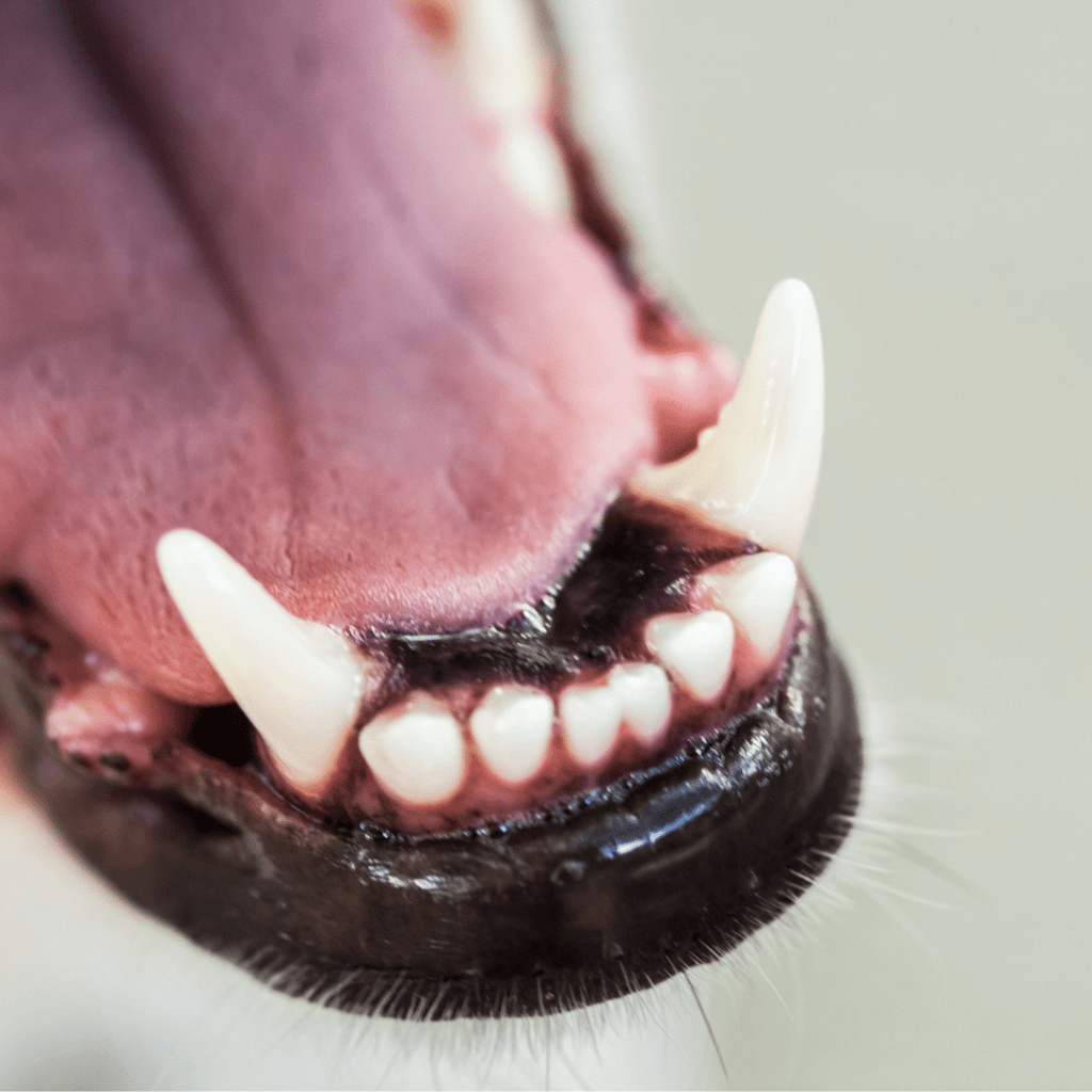 Dogs dental hygiene