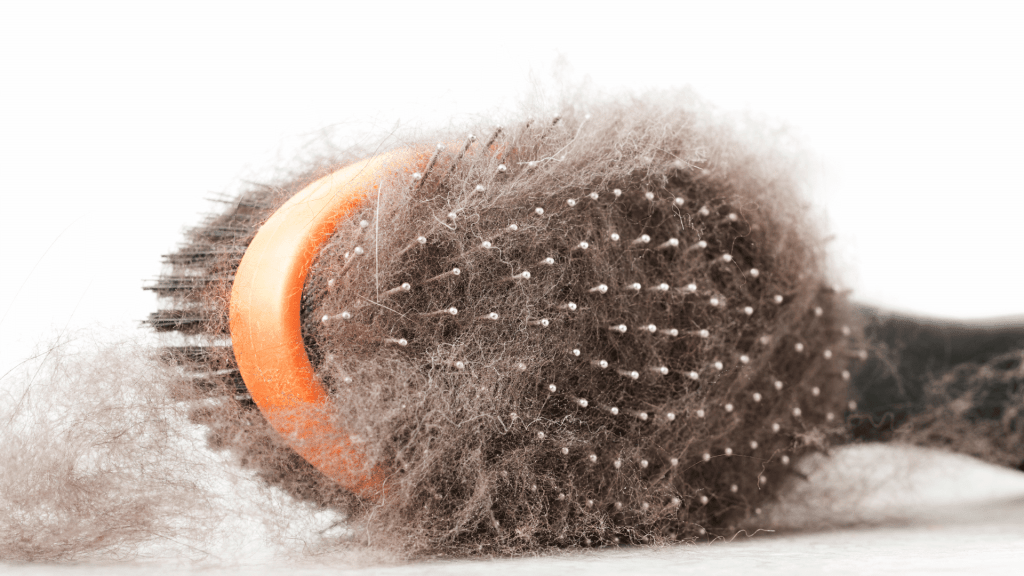 dog grooming