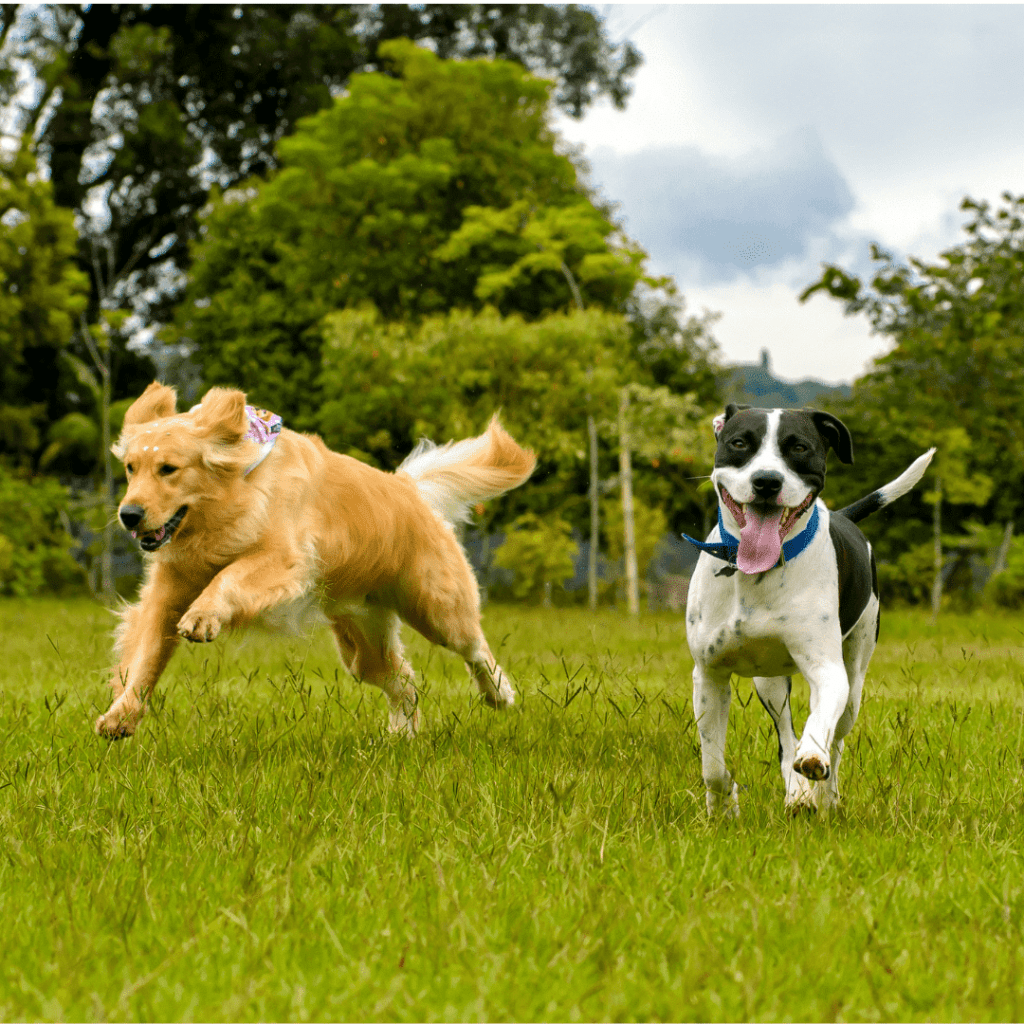 Dog mobility