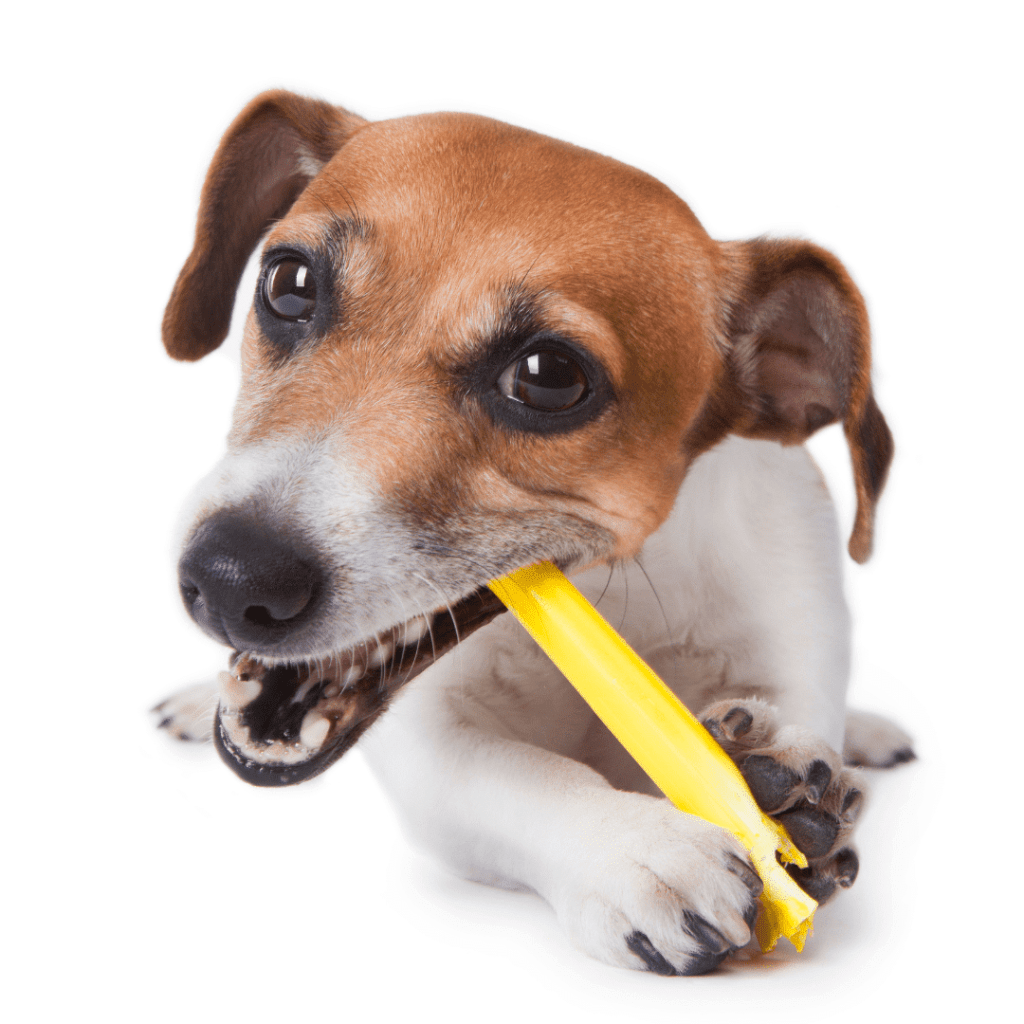 puppy chew